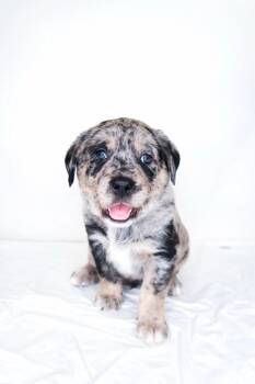 Zavier -  Labrador Retriever Dog for Adoption in Bixby, Oklahoma - Zavier | PetCurious