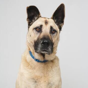 Shepherd Dogs Available for Adoption in Palm Springs, California - Charlie Brown | PetCurious