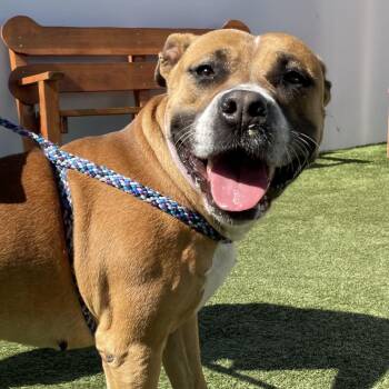 Honey Bun -  Pit Bull Terrier and Mixed Breed Dog for Adoption in Hawthorne, California - Honey Bun | PetCurious