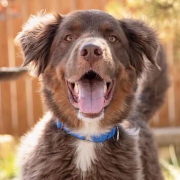 Ludo -  Australian Shepherd and German Shepherd Dog Dog for Adoption in Gillette, Wyoming - Ludo | PetCurious