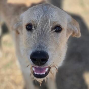 Teddy -  Mixed Breed Dog for Adoption in Midland, Texas - Teddy | PetCurious