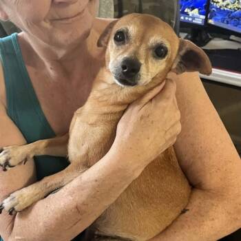 Penny -  Chihuahua Dog for Adoption in Yukon, Oklahoma - Penny | PetCurious