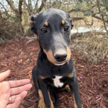 Doberman Pinscher Dogs Available for Adoption - Lumi | PetCurious