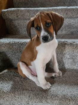 Mixed Breed Dogs Available for Adoption in Shelburne, Vermont - Tipper | PetCurious