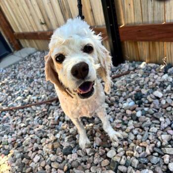 Charolais -  Cocker Spaniel Dog for Adoption in Cheyenne, Wyoming - Charolais | PetCurious