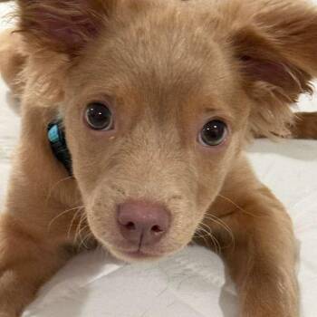 Parker -  Pomeranian and Chihuahua Dog Available for Adoption in Yonkers, New York - Parker | PetCurious