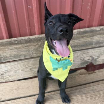 Cricket -  Labrador Retriever Dog for Adoption in Seguin, Texas - Cricket | PetCurious