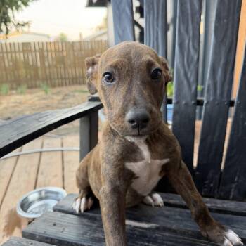 Harry -  Pit Bull Terrier Dog for Adoption in Eugene, Oregon - Harry | PetCurious