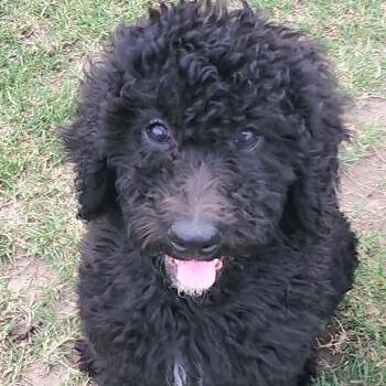 Labradoodle Dogs Available for Adoption in Austin, Texas - Bailey | PetCurious