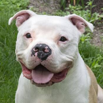 Romeo -  American Bulldog and Pit Bull Terrier Dog for Adoption in Peotone, Illinois - Romeo | PetCurious