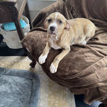 Sonny -  Catahoula Leopard Dog Dog for Adoption in Alexandria, Louisiana - Sonny | PetCurious