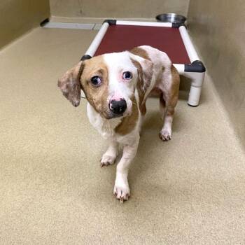 Cash -  Dachshund Dog for Adoption in Monroe, Georgia - Cash | PetCurious