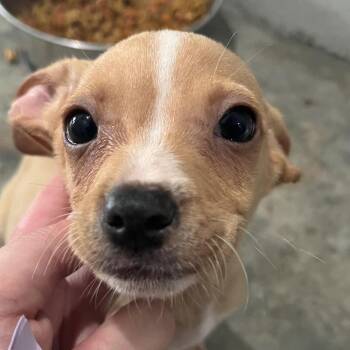 Chihuahua and Mixed Breed Dogs Available for Adoption in Richmond Hill, Georgia - Scooter | PetCurious
