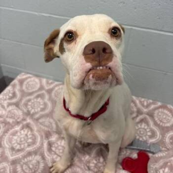 Chippy -  Boxer and Mixed Breed Dog for Adoption in Mooresville, North Carolina - Chippy | PetCurious