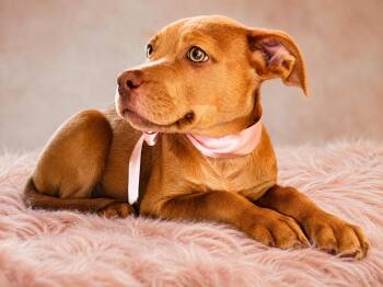 SWEETIE -  Labrador Retriever and Shepherd Dog for Adoption in Nahunta, Georgia - SWEETIE | PetCurious