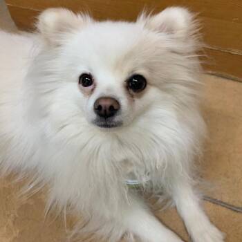 Pomeranian Dogs Available for Adoption in Thayne, Wyoming - Foxy | PetCurious
