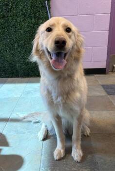 Mixed Breed Dogs Available for Adoption in El Paso, Texas - 61064419 | PetCurious