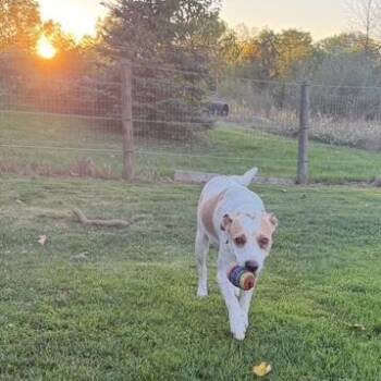 Beagle and Pointer Dogs Available for Adoption - Paulie | PetCurious