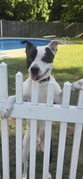 Pit Bull Terrier Dogs Available for Adoption in Bristol, Vermont - Cowboy | PetCurious