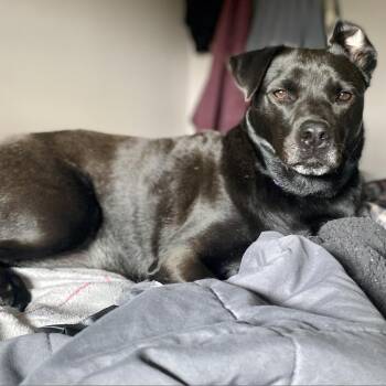 Rescue Black Labrador Retriever Dogs for Adoption in Ferndale, Michigan - Denali | PetCurious