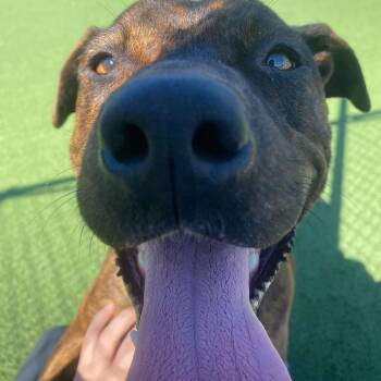 Rescue Terrier Dogs for Adoption in Chattanooga, Tennessee - Smokey Eastwood | PetCurious