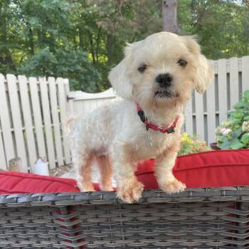 Sophia -  Shih Tzu Dog for Adoption in Avon, Ohio - Sophia | PetCurious