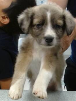 Australian Shepherd Dogs Available for Adoption in Oklahoma City, Oklahoma - A473731 | PetCurious