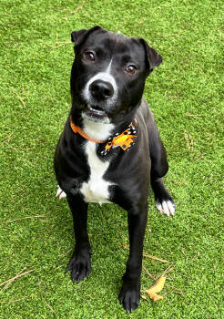 Rescue Mixed Breed Dogs for Adoption in Sandy Springs, Georgia - Hazel | PetCurious