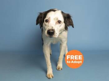 Australian Shepherd and Pit Bull Terrier Dogs Available for Adoption in Phoenix, Arizona - MUFFIN | PetCurious