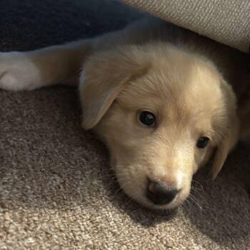 Great Pyrenees Dogs Available for Adoption in Luling, Texas - Pete | PetCurious