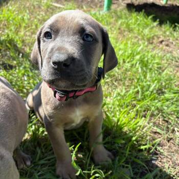 Great Dane and English Bulldog Dogs Available for Adoption in Turlock, California - Polly | PetCurious