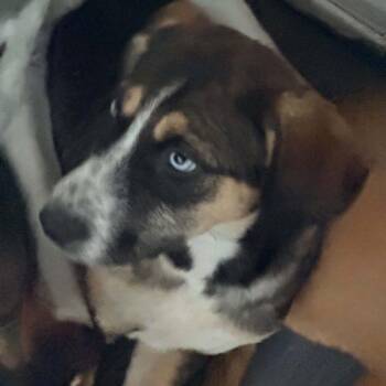 Glitter -  Husky and Labrador Retriever Dog for Adoption in Leesburg, Alabama - Glitter | PetCurious