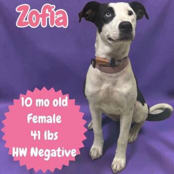 Zofia -  Australian Shepherd and Pit Bull Terrier Dog for Adoption in Ringwood, New Jersey - Zofia | PetCurious