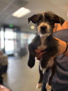 Jerry -  Shih Tzu and Poodle Dog for Adoption in Los Angeles, California - Jerry | PetCurious