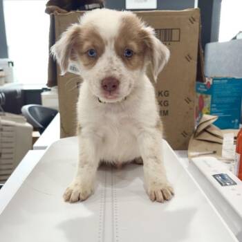 Joystick -  Australian Shepherd and Catahoula Leopard Dog Dog for Adoption in Livingston, Texas - Joystick | PetCurious