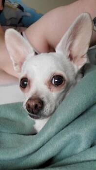Rescue Chihuahua Dogs for Adoption in Winlock, Washington - Trixie | PetCurious