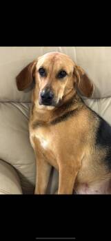 Rescue Treeing Walker Coonhound Dogs for Adoption in Little Rock, Arkansas - Sadie | PetCurious