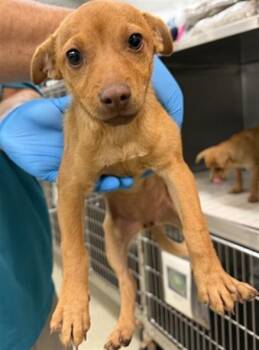 A478004 -  Chihuahua Dog for Adoption in Oklahoma City, Oklahoma - A478004 | PetCurious