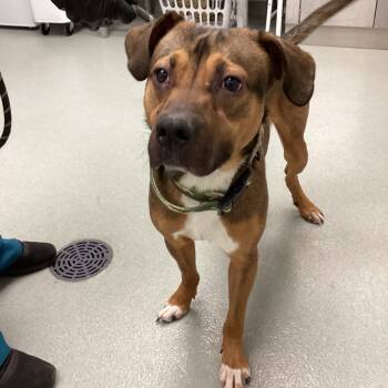 Rescue Pit Bull Terrier and Mixed Breed Dogs for Adoption in Abilene, Texas - Dyess | PetCurious