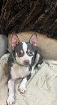 Chihuahua Dogs Available for Adoption - Tonic | PetCurious