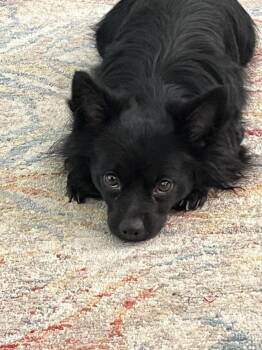 Oliver (NJ) -  Chihuahua Dog for Adoption in Brewster, New York - Oliver (NJ) | PetCurious