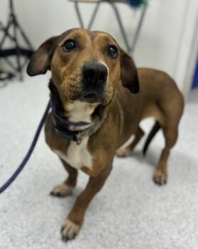 Rescue Basset Hound and Mixed Breed Dogs for Adoption in Morton Grove, Illinois - Jilly | PetCurious