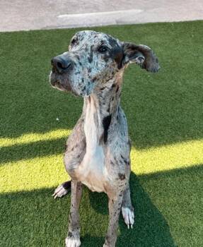 Great Dane Dogs Available for Adoption in Dallas, Texas - SAFFIRE | PetCurious