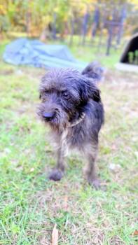 PENELOPE -  Wirehaired Terrier and Dachshund Dog for Adoption in Fosters, Alabama - PENELOPE | PetCurious