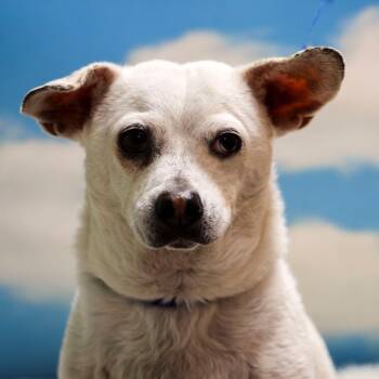 Chihuahua and Mixed Breed Dogs Available for Adoption in Casa Grande, Arizona - Grady | PetCurious