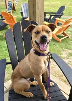 Rescue Mixed Breed Dogs for Adoption in Aiken, South Carolina - Noble 56961 | PetCurious