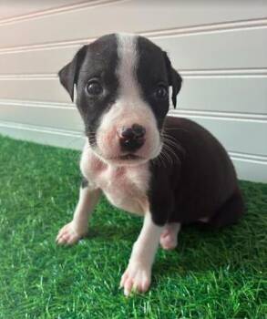 DON -  Mixed Breed Dog for Adoption in Fernandina Beach, Florida - DON | PetCurious