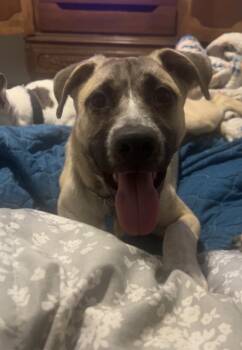 Rescue Shepherd and Black Mouth Cur Dogs for Adoption in Oklahoma City, Oklahoma - Sid FosterHome A450617 | PetCurious