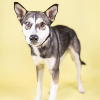 Husky Dogs Available for Adoption - Posie | PetCurious