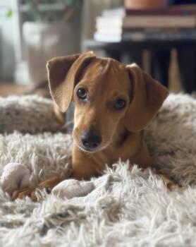 Rosalia -  Beagle Dog for Adoption in Pasadena, California - Rosalia | PetCurious